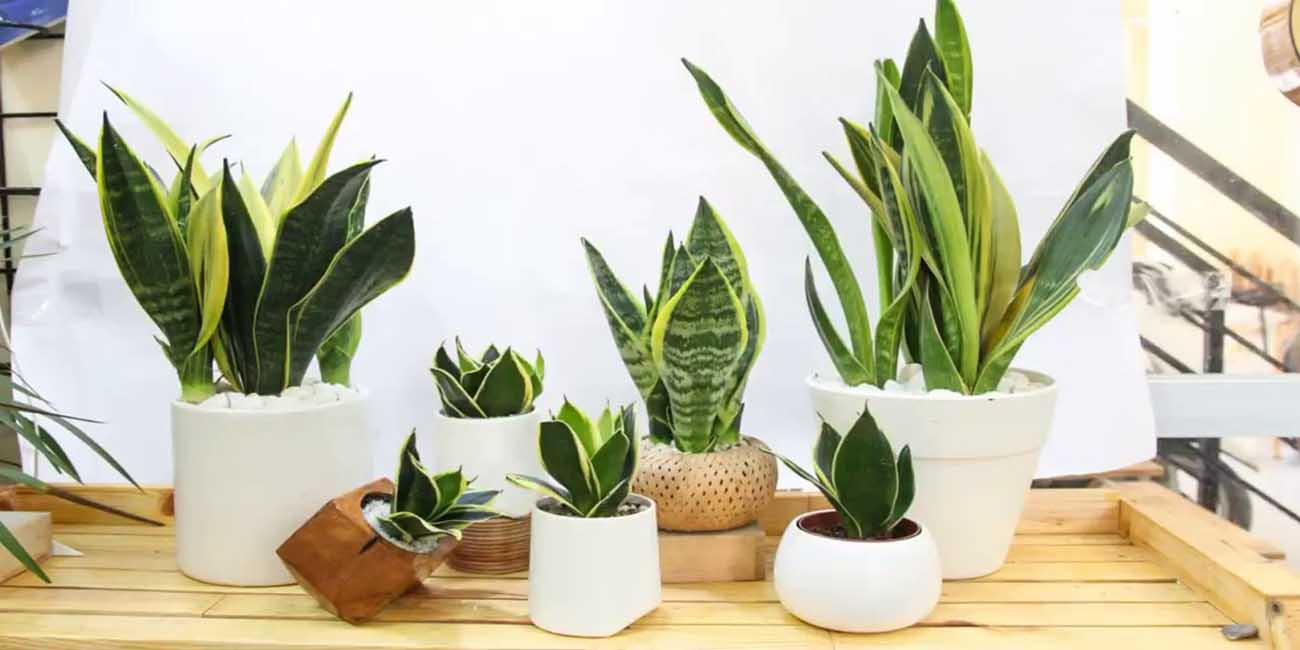 Các loại cây trồng phong thủy mang lại may mắn