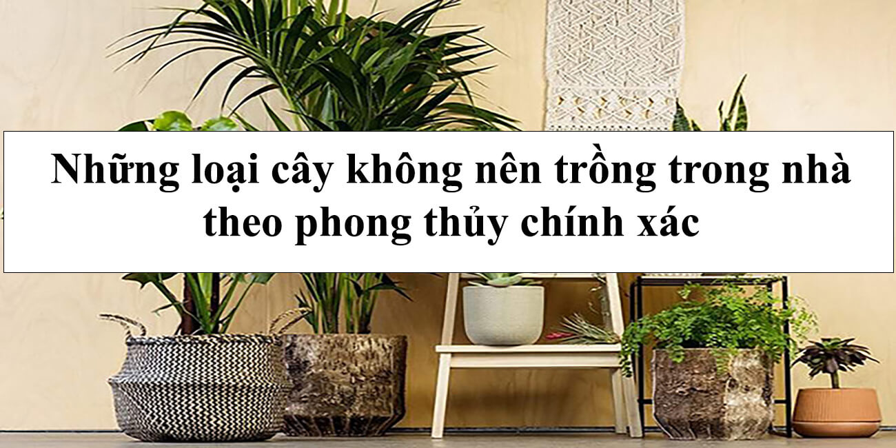 Những loại cây không nên trồng trong nhà theo phong thủy