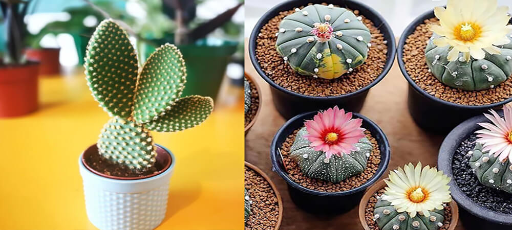 Cây Xương Rồng